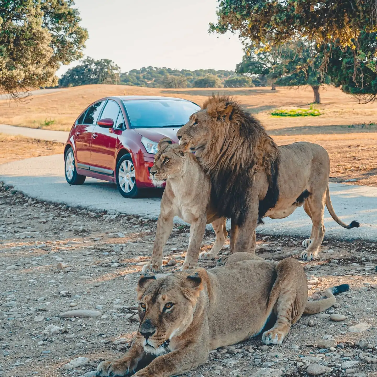 Ven a ver animales exóticos en el Safari de Madrid